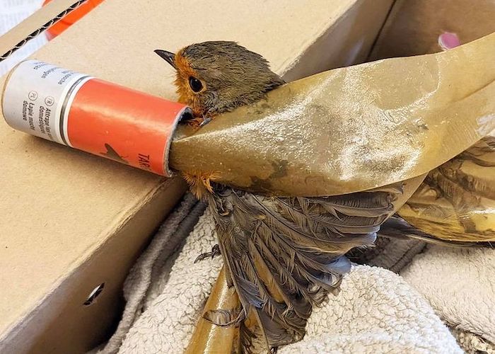 Robin under fly trap in a cardboard box