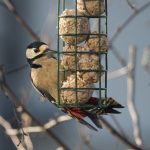 woodpecker-on-bird-feeder-winter