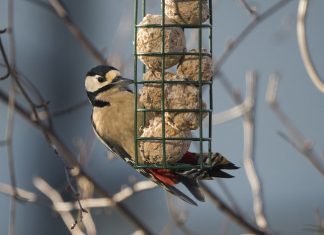 Expert tips on helping birds during the winter Woodpecker on bird feeder