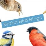 HB-bird-bingo-lead