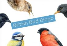 Play Happy Beaks Bird Bingo! Happy Beaks Bird Bingo
