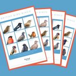 collection-of-happy-beaks-bird-bingo