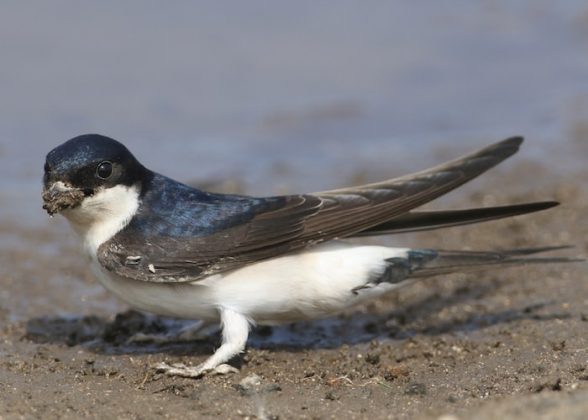 Seven of the UK’s most endangered birds - Happy Beaks Blog