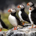 colony-of-puffins-rock
