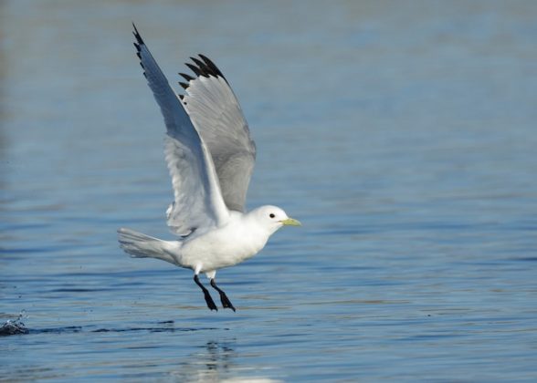 Seven of the UK’s most endangered birds - Happy Beaks Blog