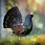 male-capercaillie-in-forest