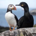puffin-and-shag-seabirds