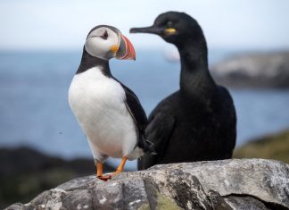 Seven of the UK’s most endangered birds Puffin and shag standing on rock