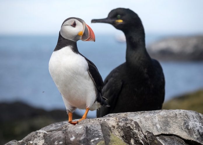 Puffin and shag standing on rock