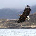 white-tailed-eagle-with-fish