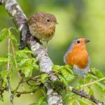adult-robin-with-fledgling
