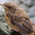 closeup-jay-fledgling