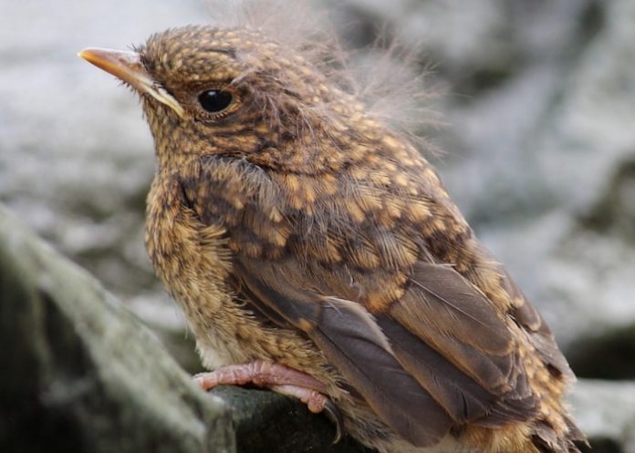 Your Happy Beaks Garden June | Birds to Spot in June