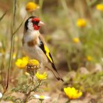 goldfinch-flower-head