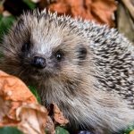 hedgehog-in-foliage