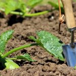 planting-courgettes-ground