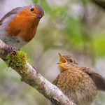 robin-with-fledgling-branch