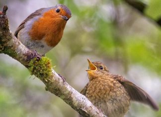 Your Happy Beaks Garden – June Robin with fledgling on branch