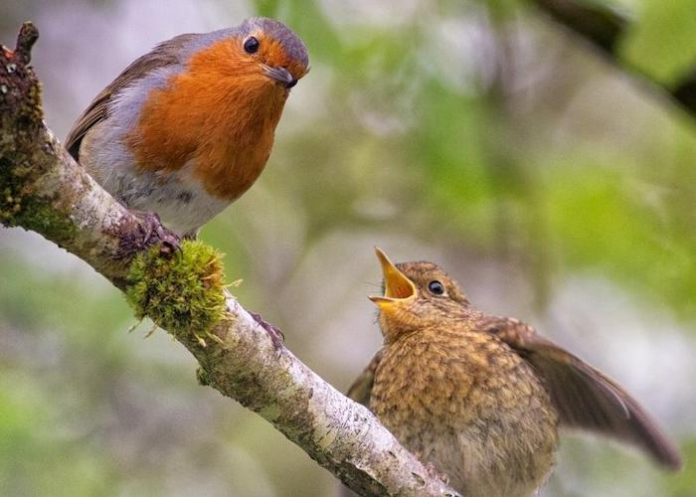Robin with fledgling on branch