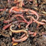 worms-on-top-soil