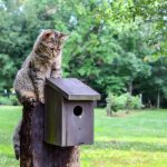 cat-watching-bird-box