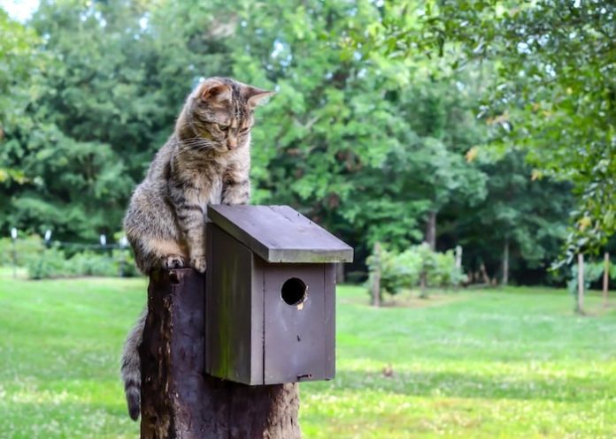 Cat watching bird box