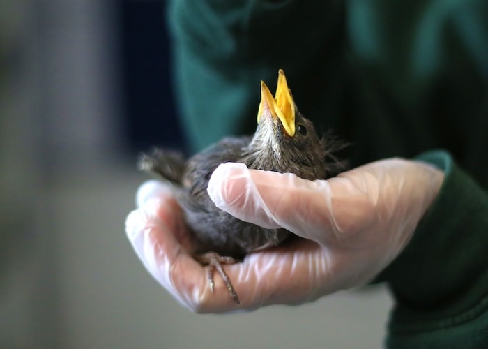 Person holding bird in hand