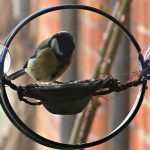 diy-bird-window-feeder