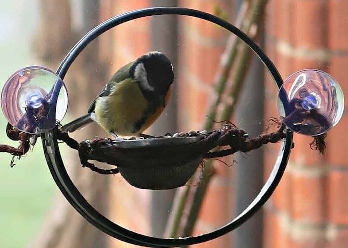 Closeup of DIY window bird feeder