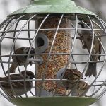 caged-bird-feeder-birds