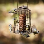 different-birds-on-feeder