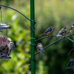 loads-of-different-birds-feeders