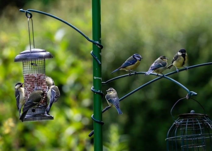 Loads of different birds at feeders
