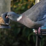 pigeons-bird-feeder
