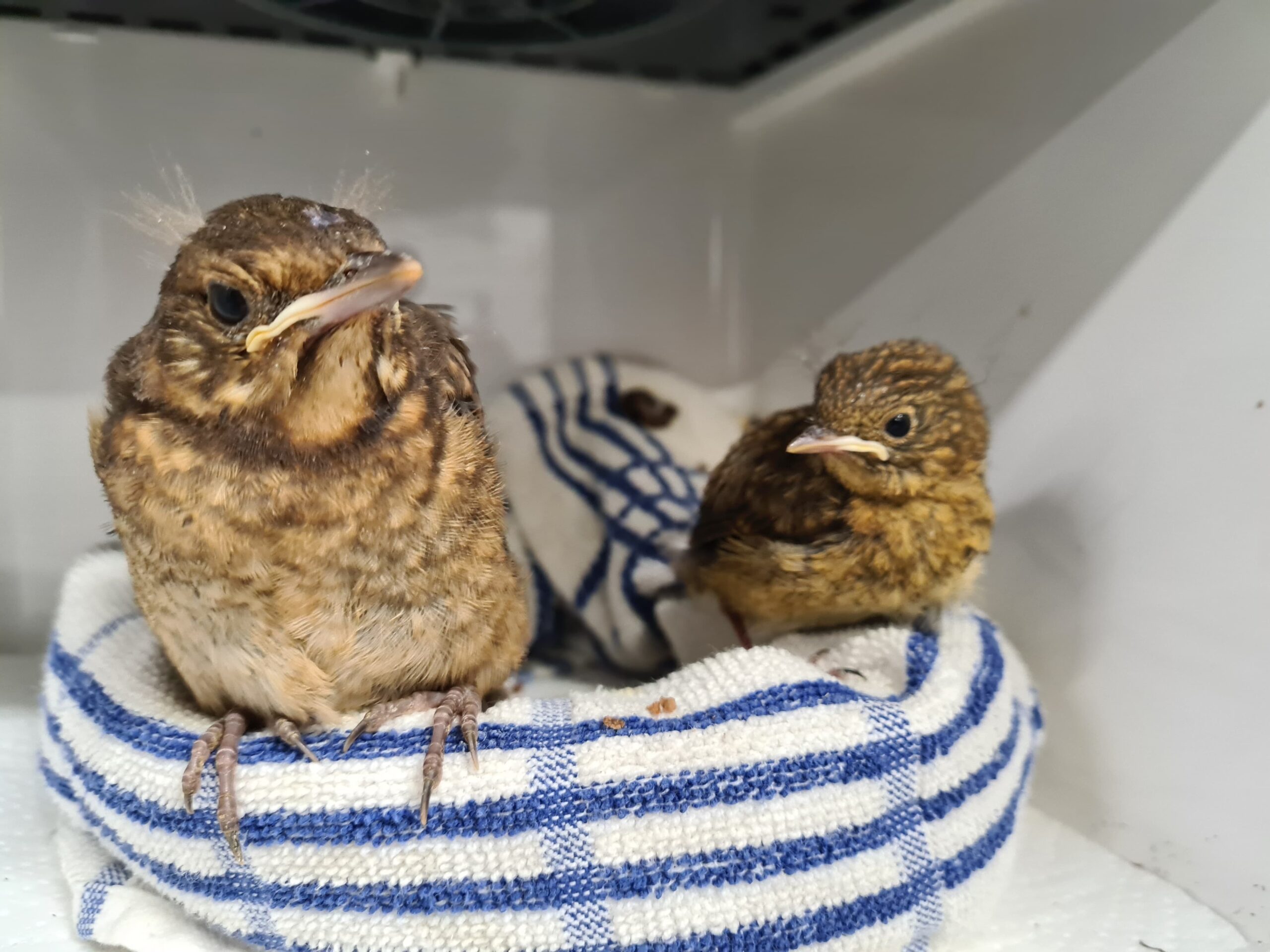 Robin and blackbird chick being cared for