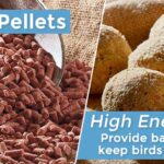 Fat-Suet-balls-banner-1200×389