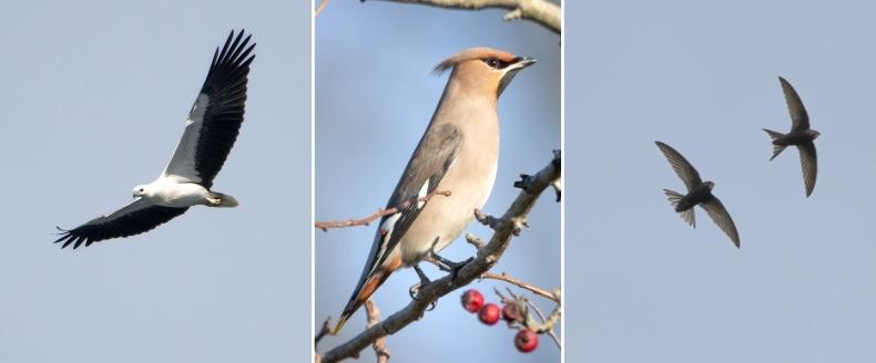 White bellied sea eagle, Waxwing and Swifts