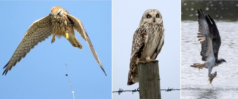 Kestrel owl osprey