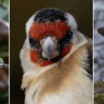 Swallow Goldfinch Dipper