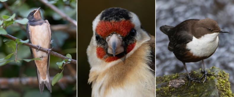 Photos of a Swallow, Goldfinch and Dipper