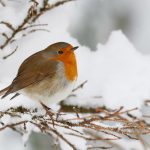 robin-december-blog