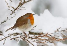 Your Happy Beaks Garden December Robin in Winter