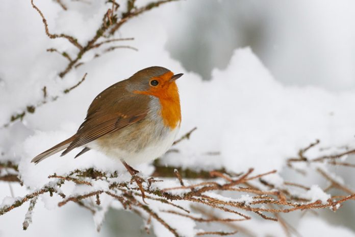 robin-december-blog Robin in Winter
