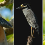 david-dinsley-boat-billed-heron-yellow-crowned-night-heron-whinchat