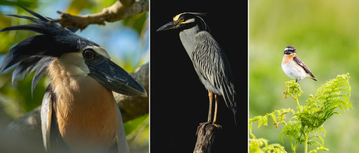 3 photos of birds: Boat-billed heron; Yellow-crowned night heron; Whinchat.