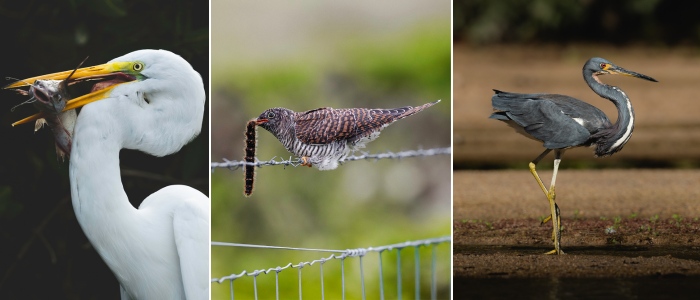 Photos of a Great egret; Cuckoo; Tricolored heron.