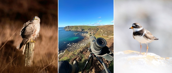 Photos of a Hen harrier; RSPB The Oa; Common ringed plover.