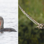 david-dinsley-masked-trogon-red-throated-diver-short-eared-owl