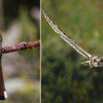 david-dinsley-masked-trogon-short-eared-owl