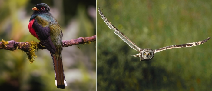 Photos of a Masked trogon; Short-eared owl.